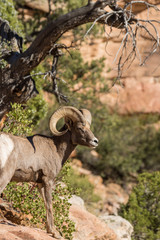Desert Bighorn Sheep Ram