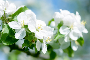 White Apple Flowers. Beautiful flowering apple trees. Background with blooming flowers in spring day.