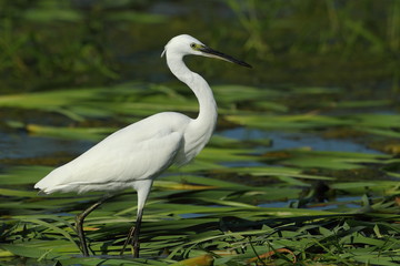 Wildlife