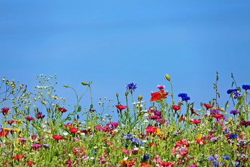 Blumenwiese