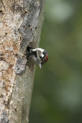 Fototapeta premium Wildlife