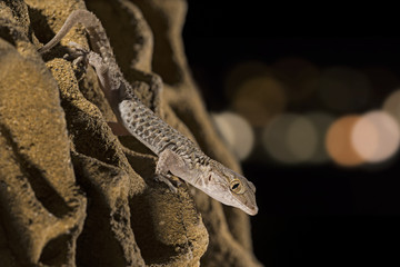 Wildlife