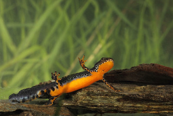 Wildlife