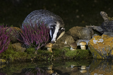 Animal © Fabrizio Moglia