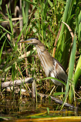 Wildlife