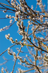Close up of pussy willows on blue background