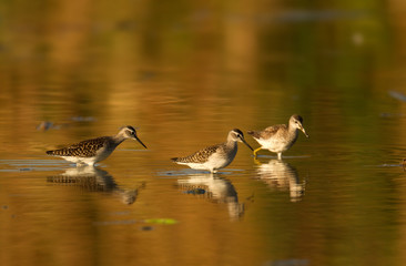Wildlife