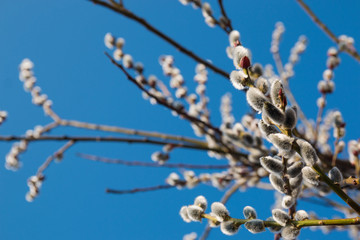 Close up of pussy willows on blue background