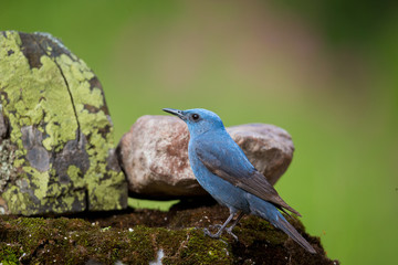 Wildlife