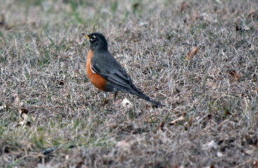 Robin Red Breast standing in the grass