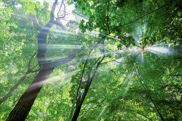 sun rays through the trees in the forest in sunny day