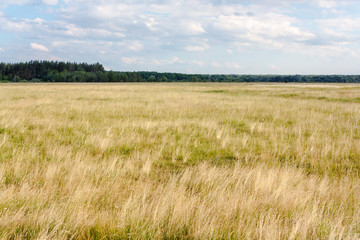 Grass field landscape