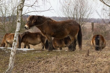 Wild horse on grassland in Milovice, Czech republic