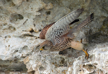 Wildlife