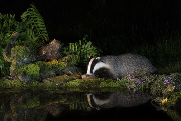 Animal © Fabrizio Moglia