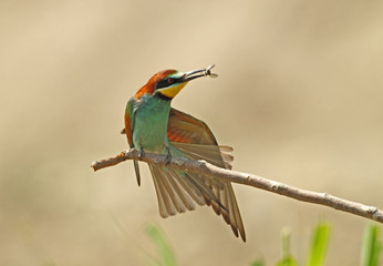 Wildlife