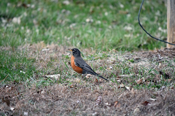 Spring Robin standing in the grass