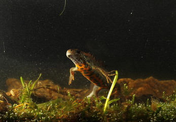 Wildlife