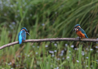Wildlife