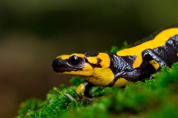 Wildlife