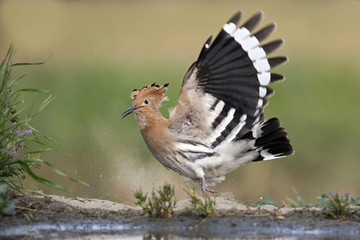 Wildlife