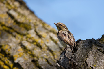 Wildlife