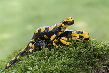 Wildlife