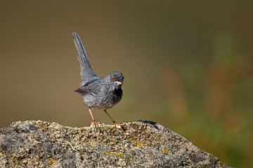 Wildlife