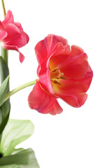 tulips  on a white background