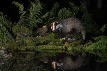 Animal © Fabrizio Moglia