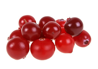 Cranberry. Fresh raw berries isolated on white background.