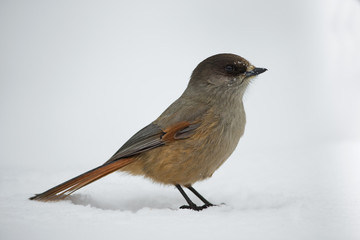 Wildlife