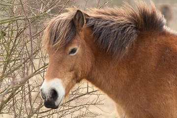 Wild horse on grassland in Milovice, Czech republic