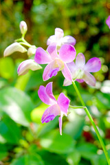 Fototapeta premium Close up Purple orchid in the garden is blooming in the morning.
