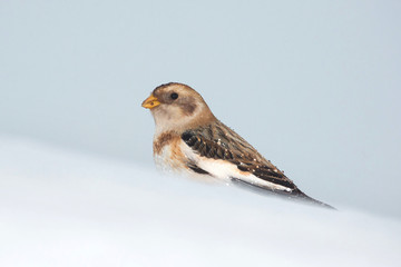 Wildlife