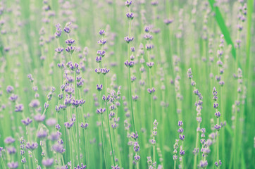 Fototapety  Blossoming of lilac lavender flower in green grass at summer time, natural floral seasonal background