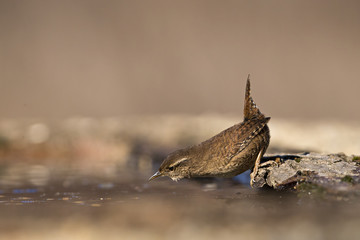 Wildlife