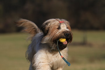 Briard mit Ball