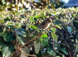Tiny bird in the morning