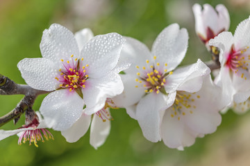 Mandelblüte