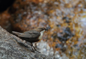 Wildlife