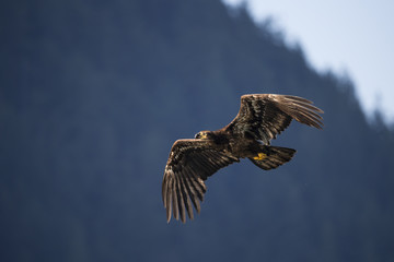 Wildlife