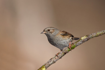 Wildlife