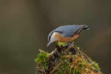 Wildlife