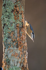 Wildlife