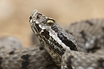 Wildlife