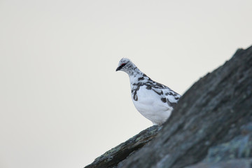 Wildlife