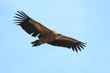 Obraz premium Wildlife