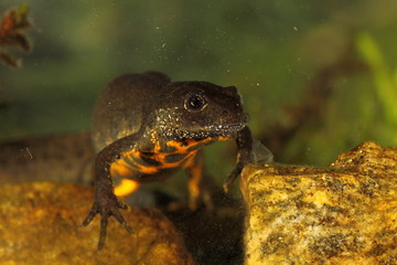 Wildlife