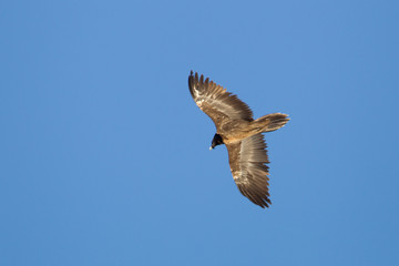 Wildlife
